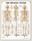 Skeletal System Anatomical Chart