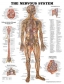 Nervous System Anatomical Chart